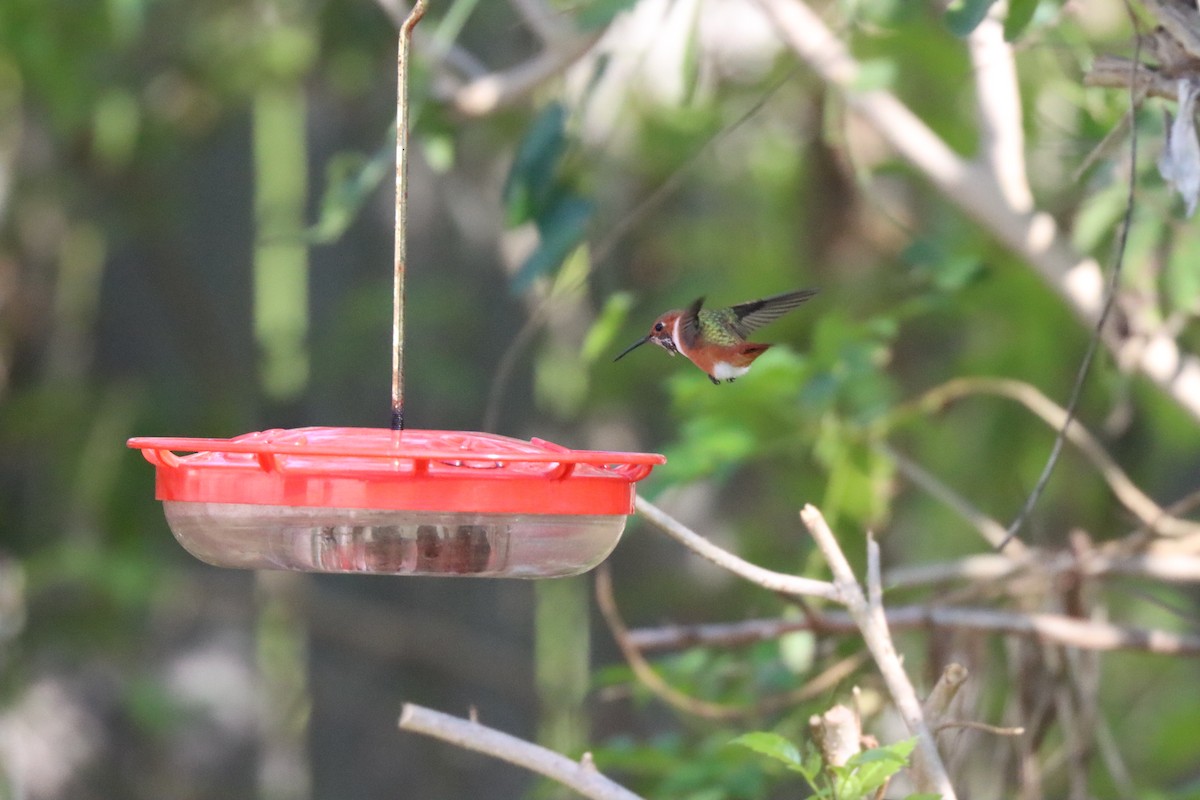 Allen's Hummingbird - ML615170331