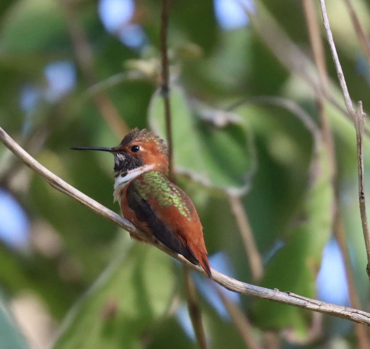 Allen's Hummingbird - ML615170334