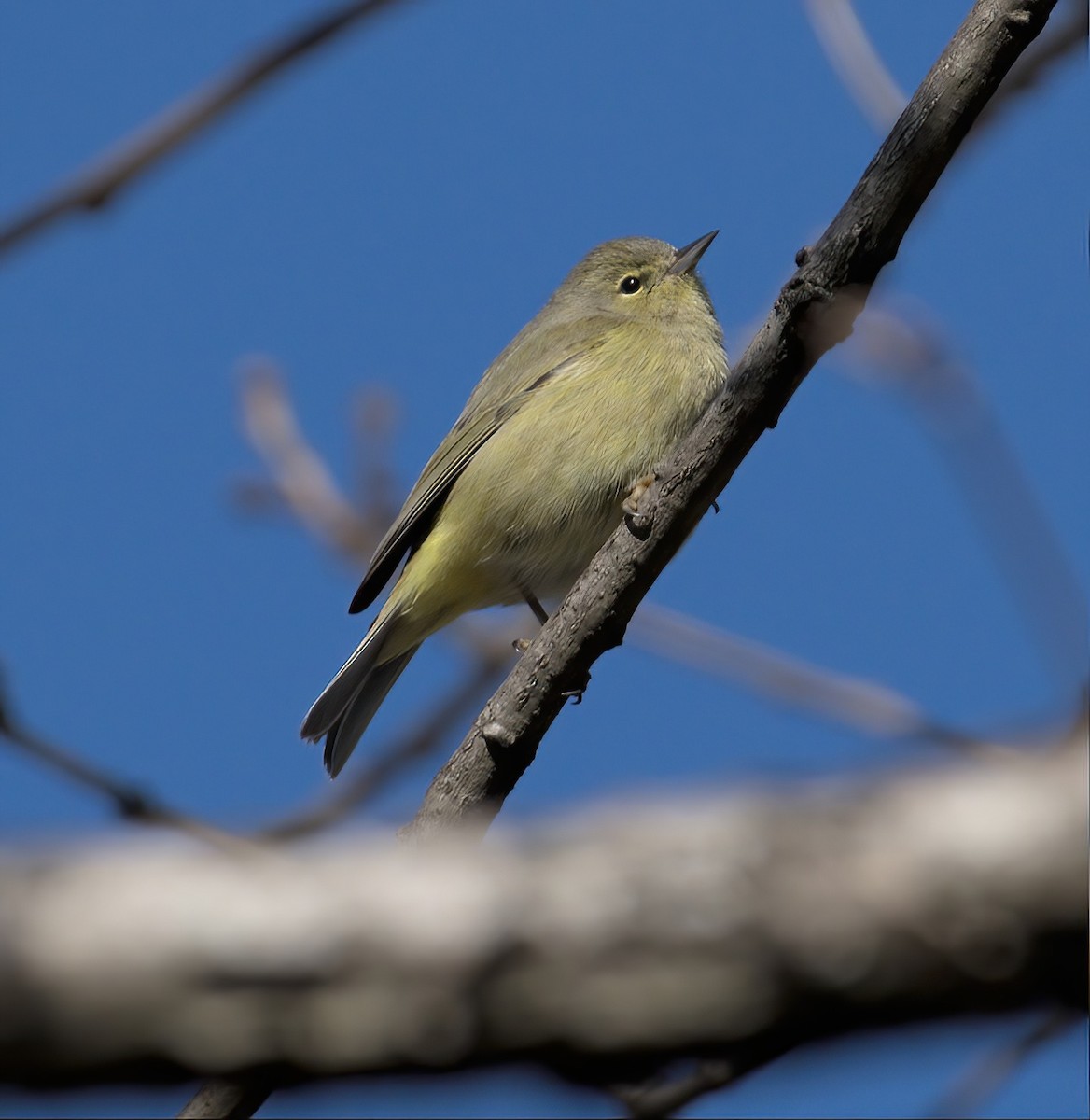 Orange-crowned Warbler - ML615170349