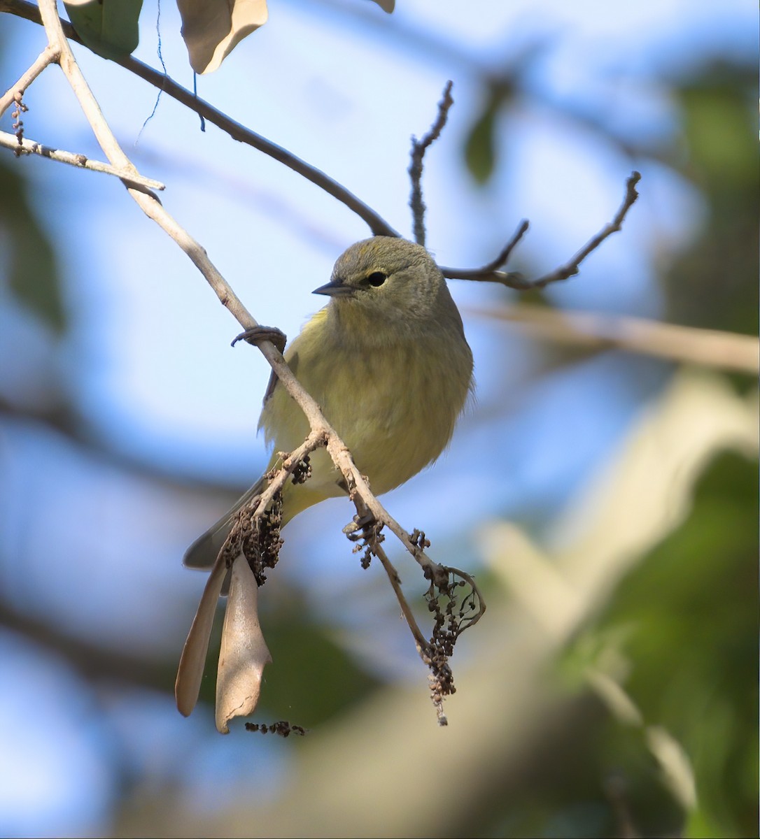 Orange-crowned Warbler - ML615170354