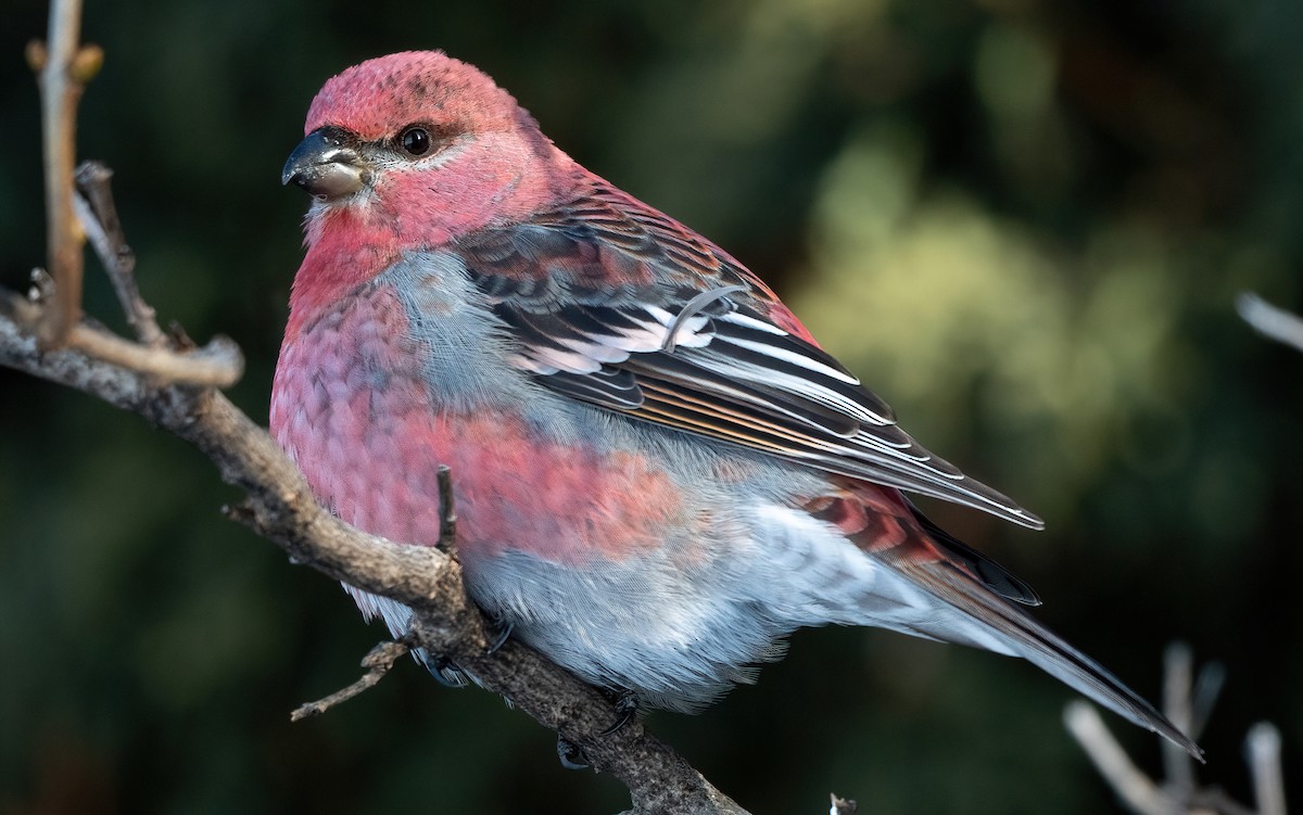 Pine Grosbeak - Annie Lavoie