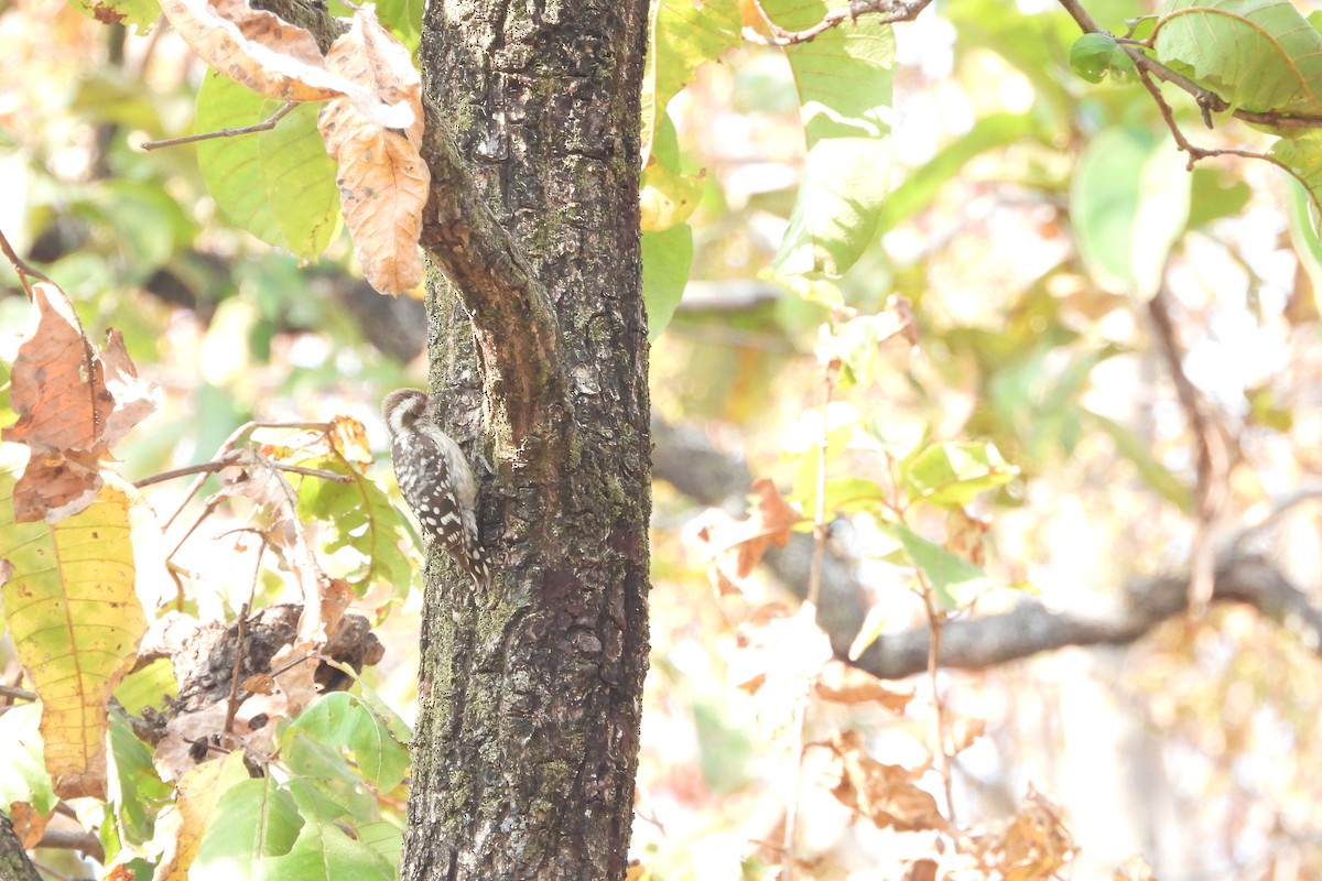 Brown-capped Pygmy Woodpecker - ML615170387