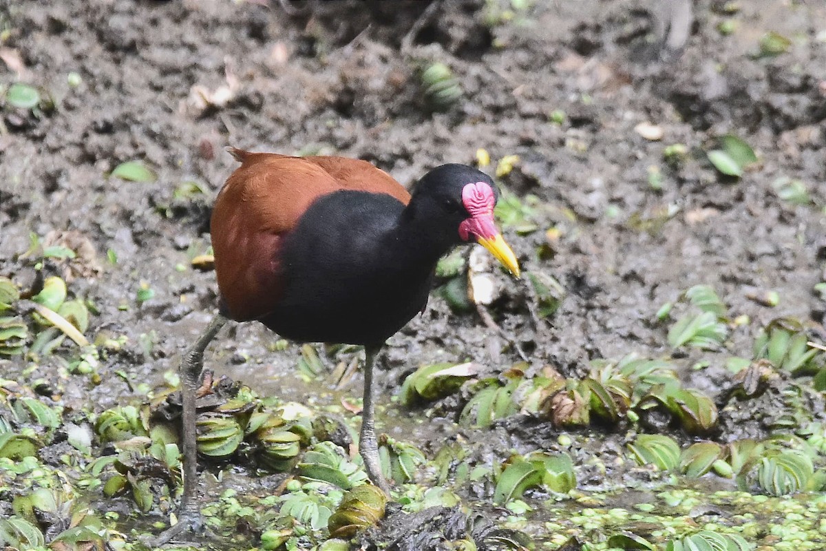 Wattled Jacana - ML615170411