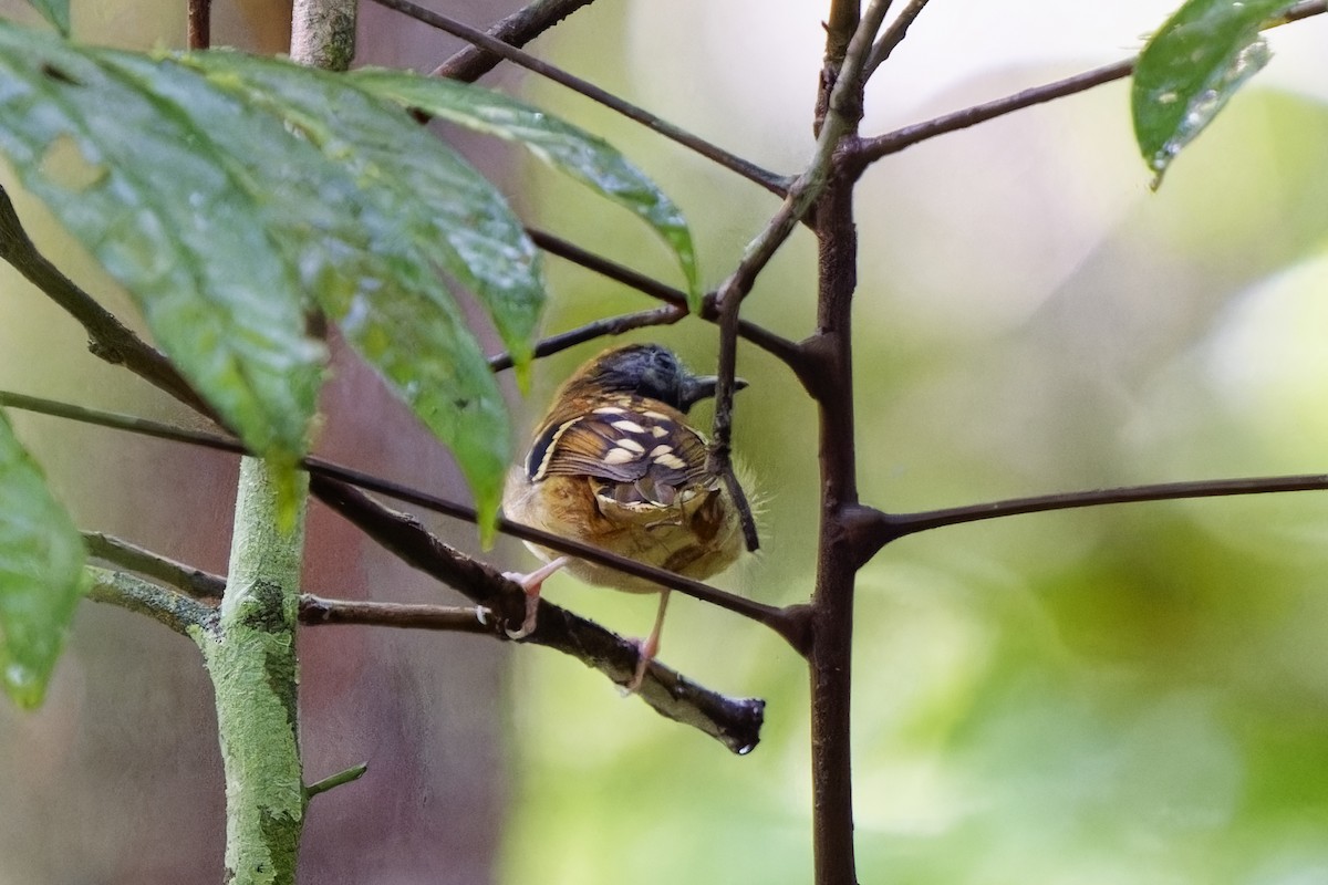 Spot-backed Antbird - Holger Teichmann