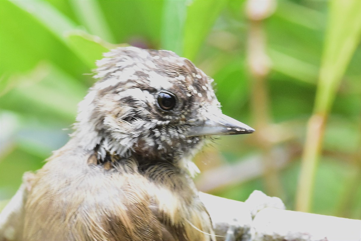 Mottled Piculet - ML615170440