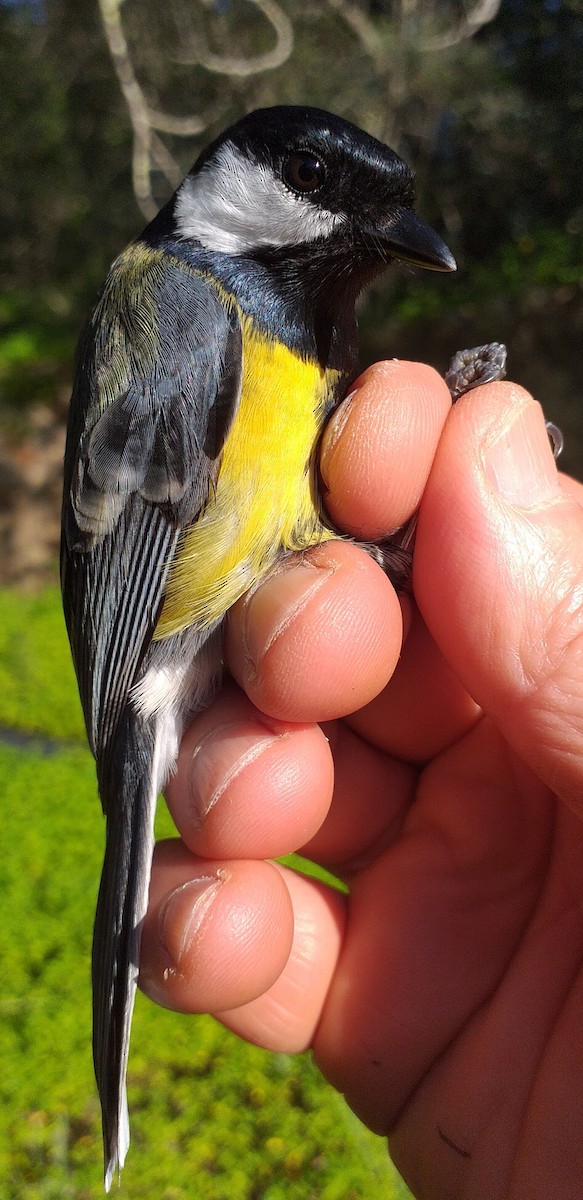 Mésange charbonnière - ML615170479