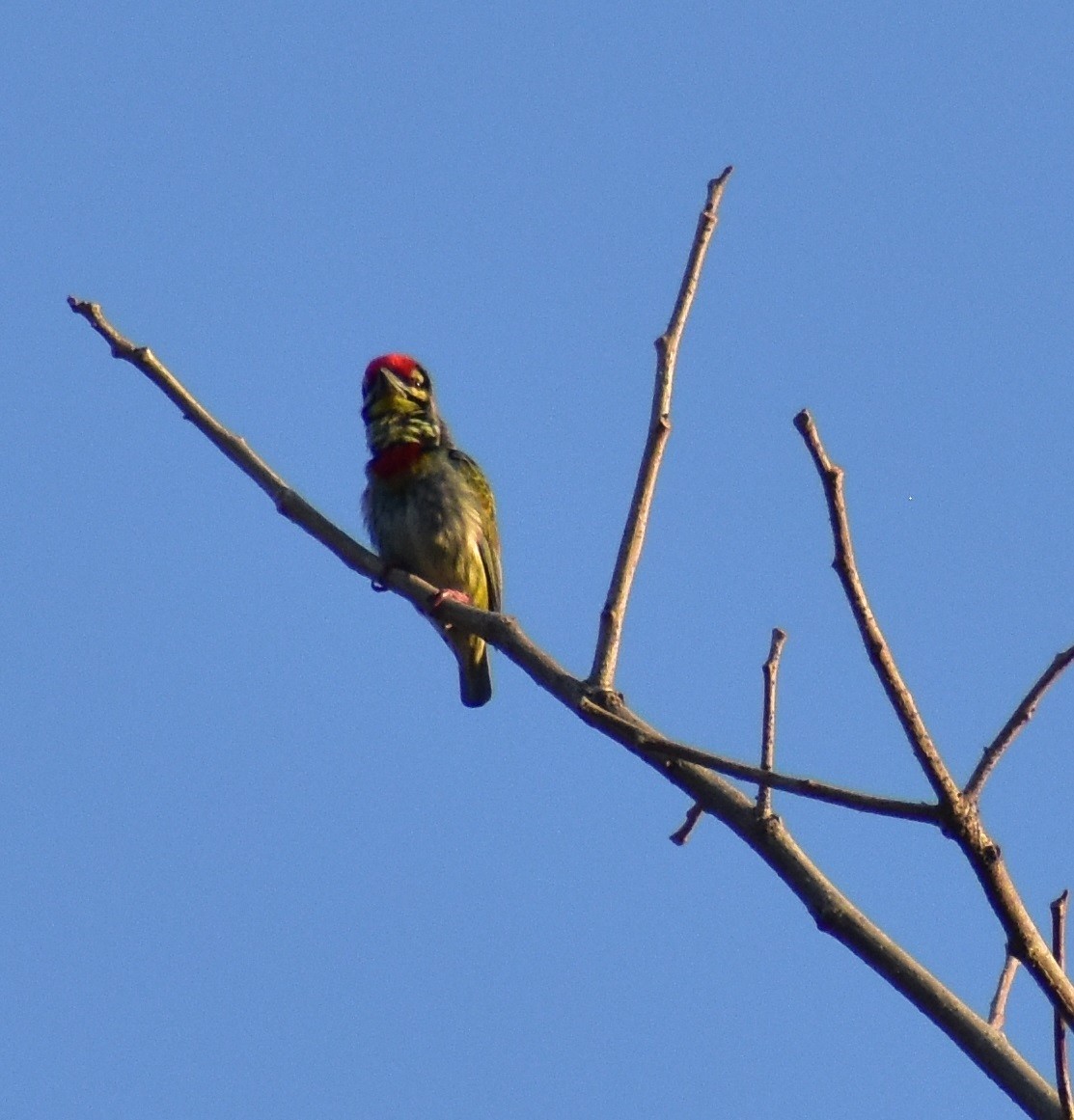 Coppersmith Barbet - ML615170487