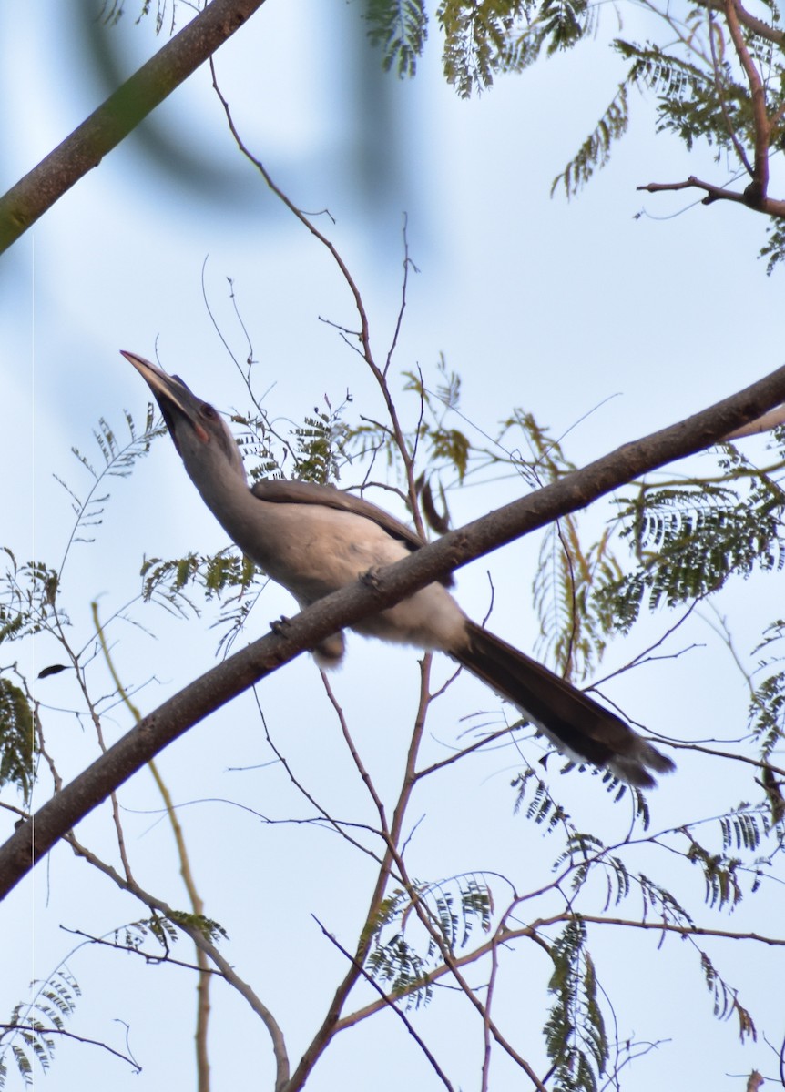 Indian Gray Hornbill - ML615170491