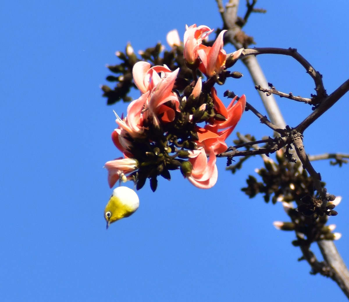 Indian White-eye - ML615170496