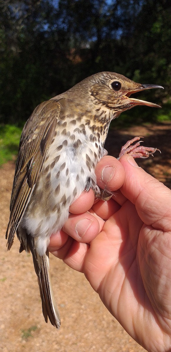 Song Thrush - ML615170500