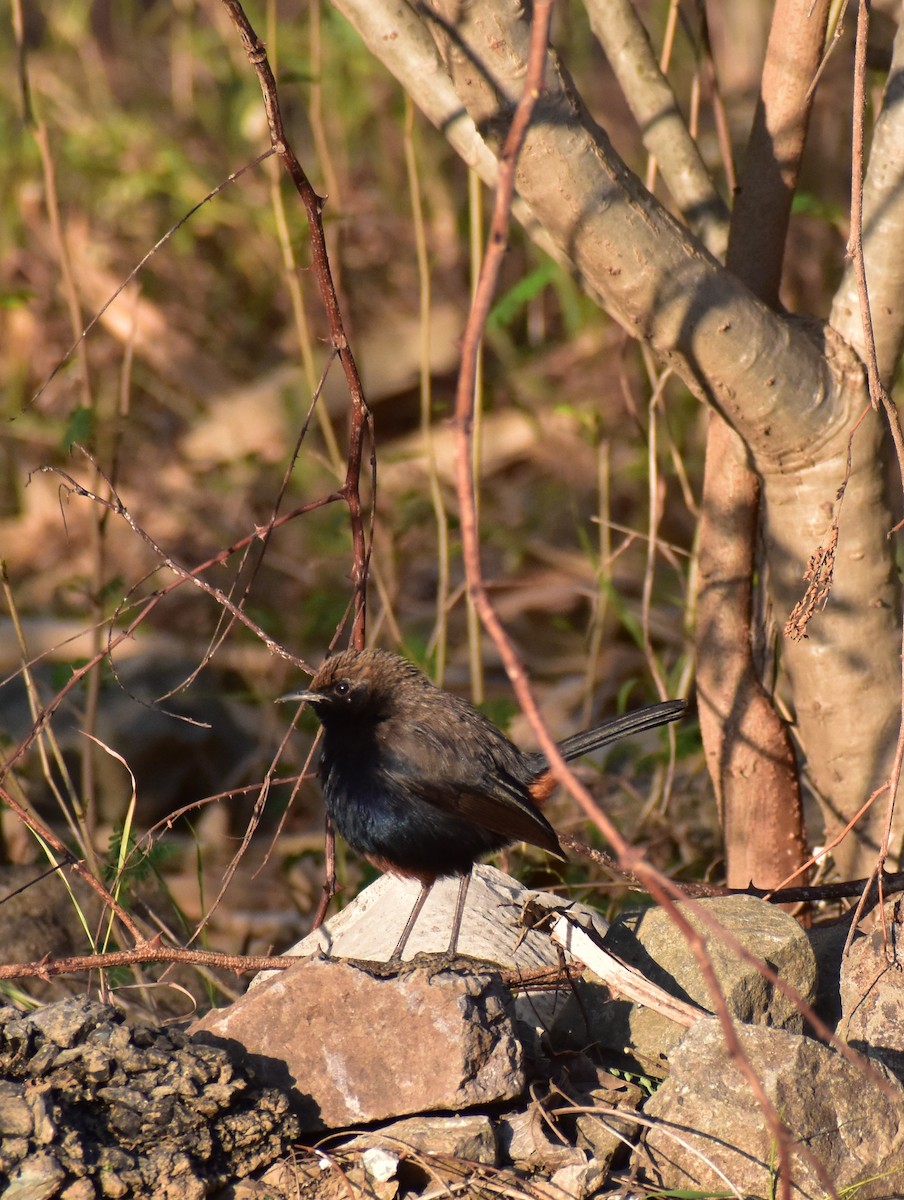Indian Robin - ML615170528