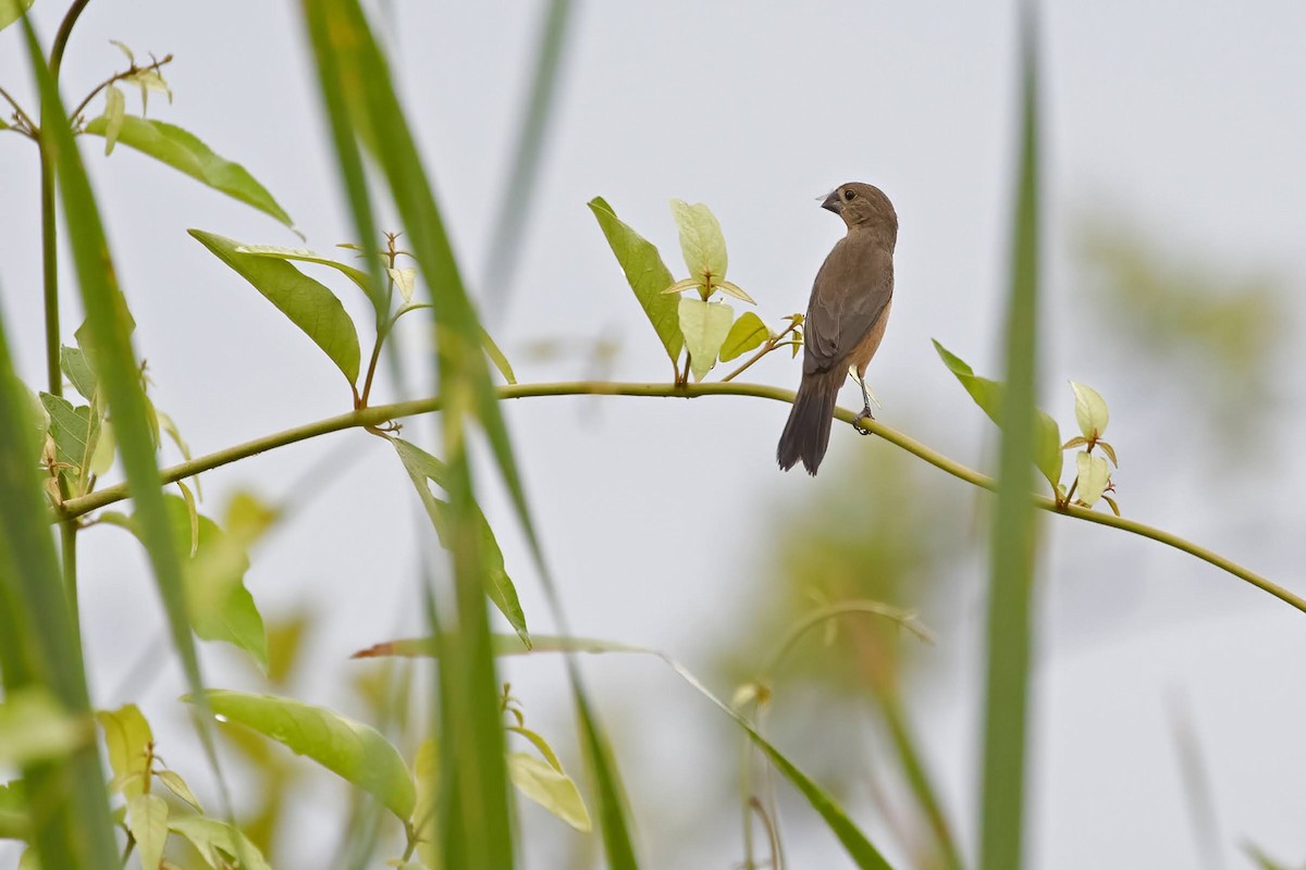 Great-billed Seed-Finch - ML615170554