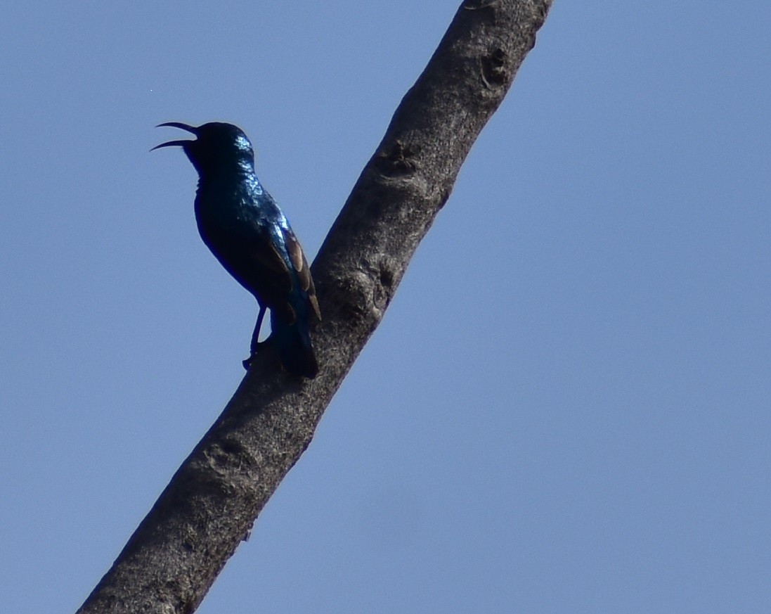 Purple Sunbird - ML615170558