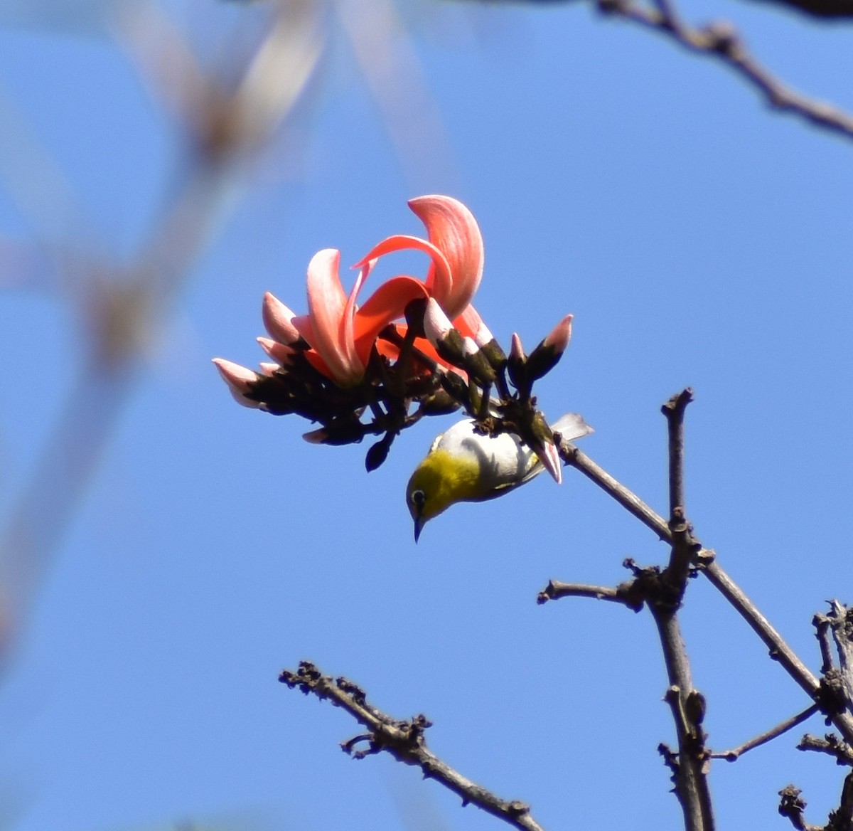 Indian White-eye - ML615170559