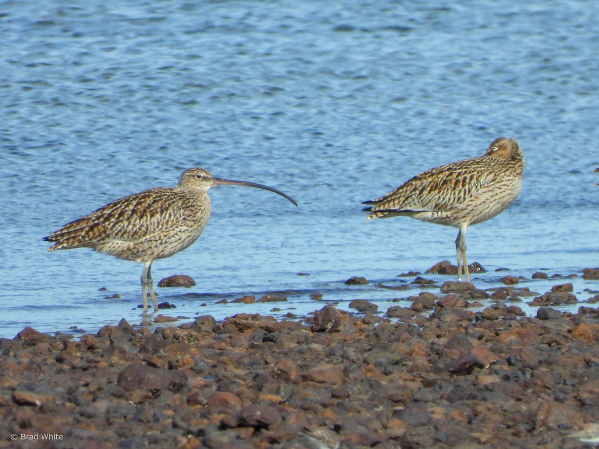 Far Eastern Curlew - ML615170612