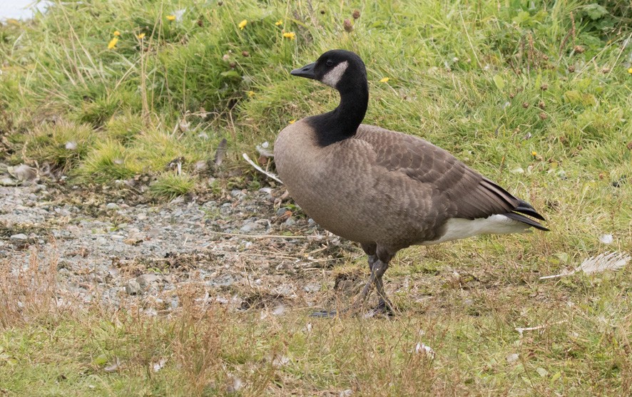 Canada Goose - ML615170635