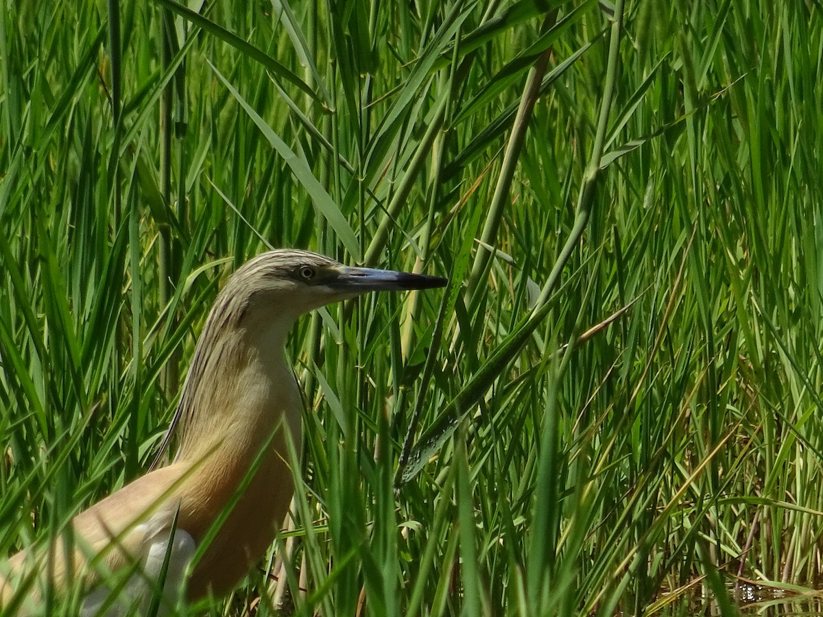 Squacco Heron - Sifis Kounenakis