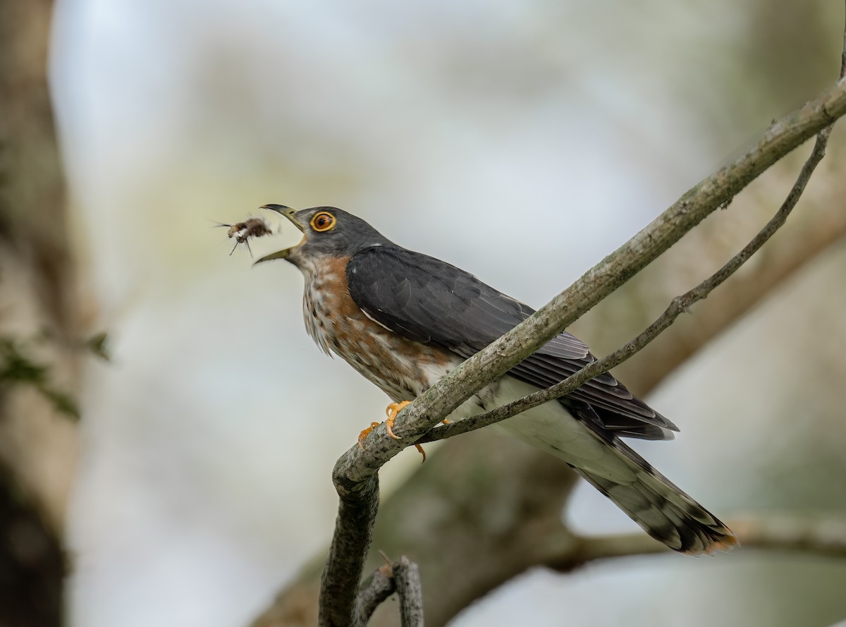 Hodgson's Hawk-Cuckoo - Chien N Lee