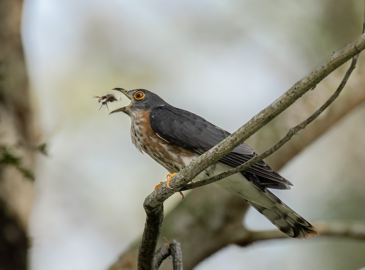 Hodgson's Hawk-Cuckoo - ML615170653