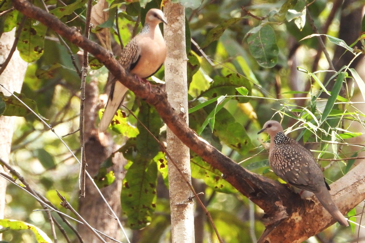 Spotted Dove - ML615170665