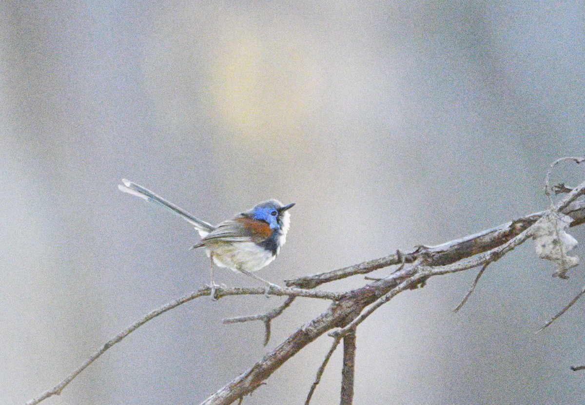 Mérion à gorge bleue - ML615170710