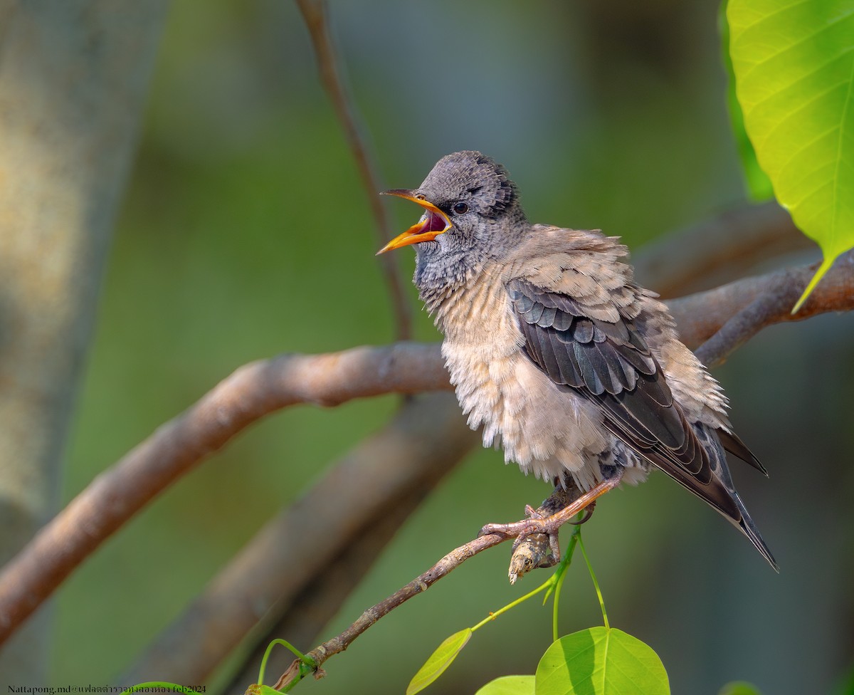 Rosy Starling - Nattapong Banhomglin