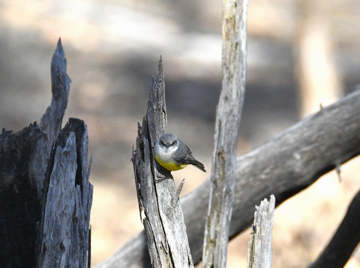 Western Yellow Robin - Stuart  Beil