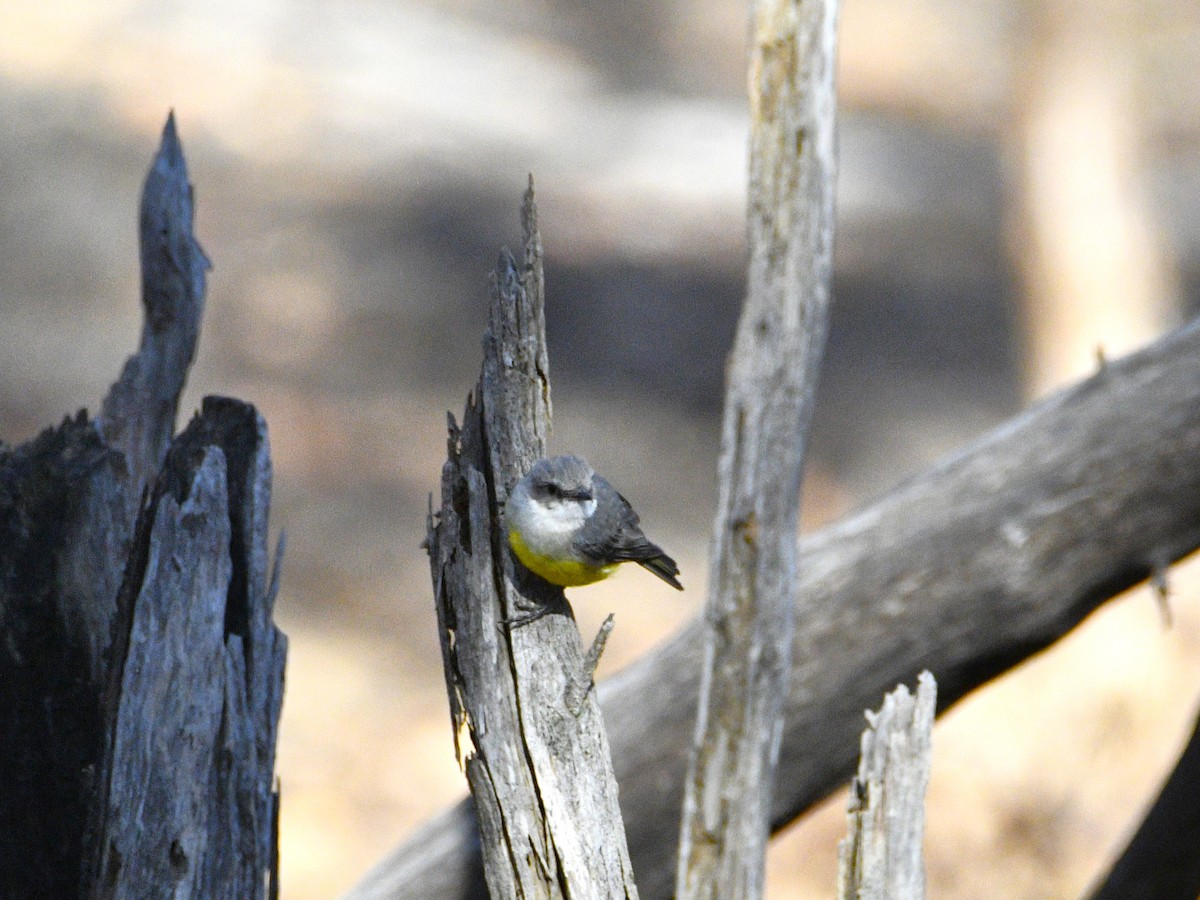 Western Yellow Robin - Stuart  Beil