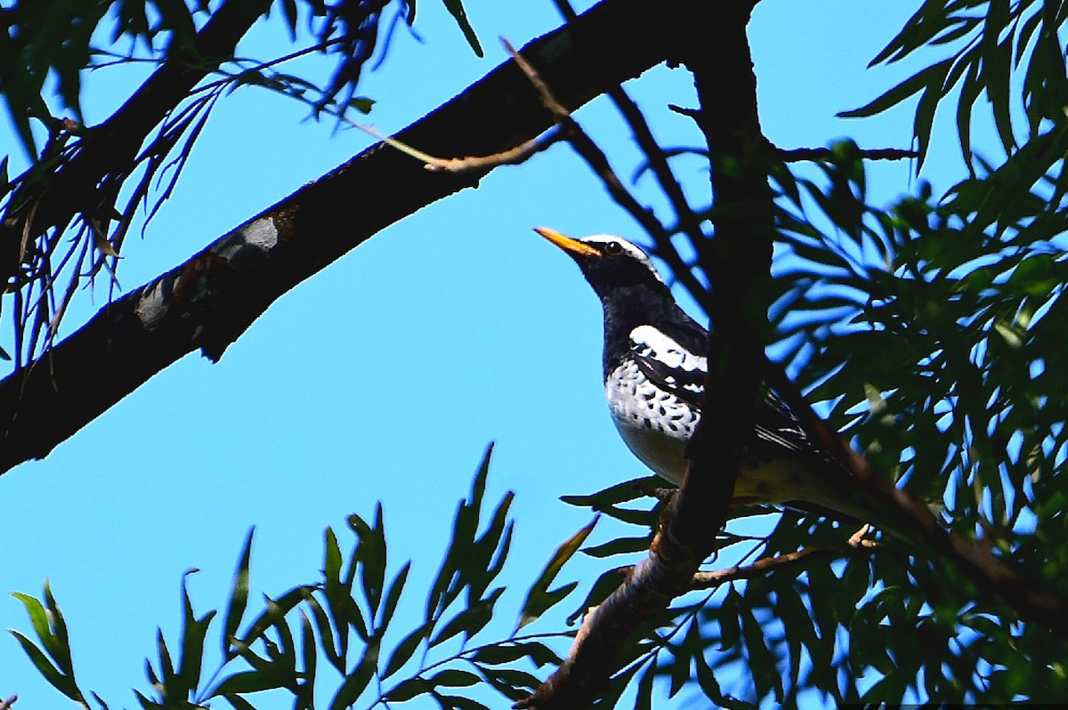 Pied Thrush - Anoop CR