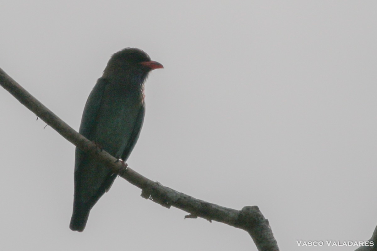 Dollarbird - ML615170848