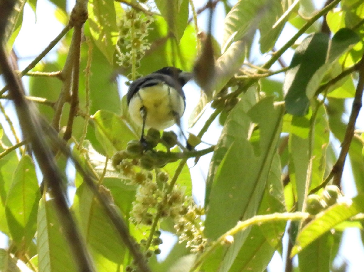 Yellow-bellied Seedeater - ML615170908