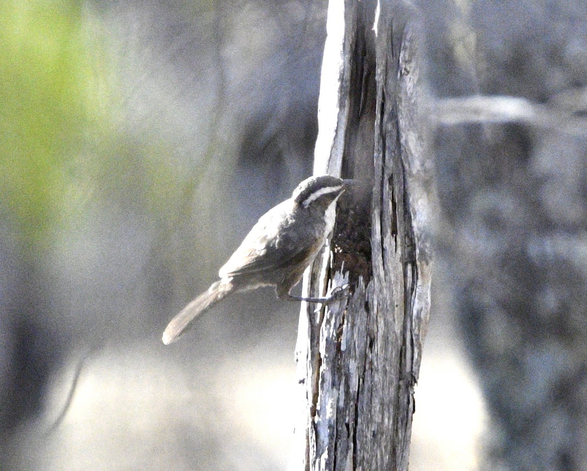 White-browed Babbler - ML615170913