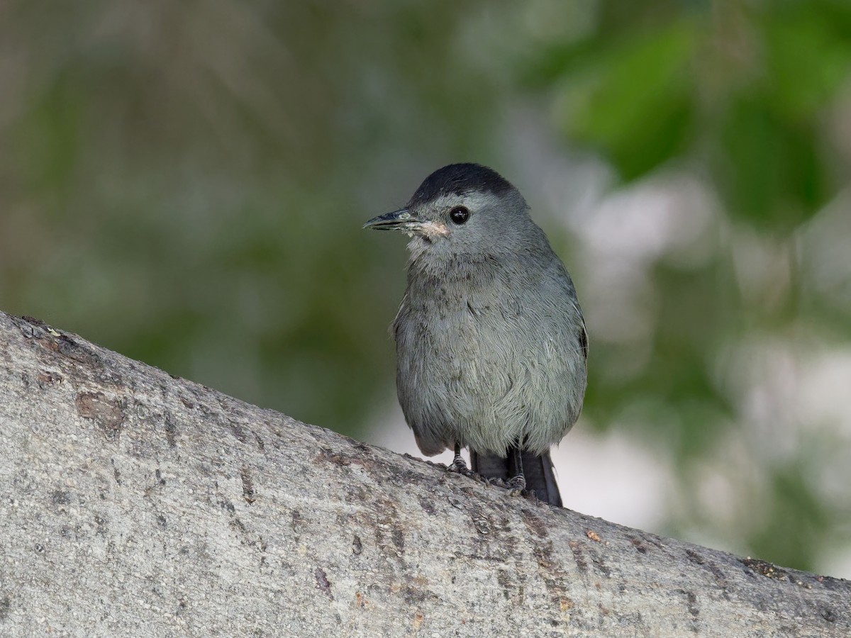 Gray Catbird - ML615170918