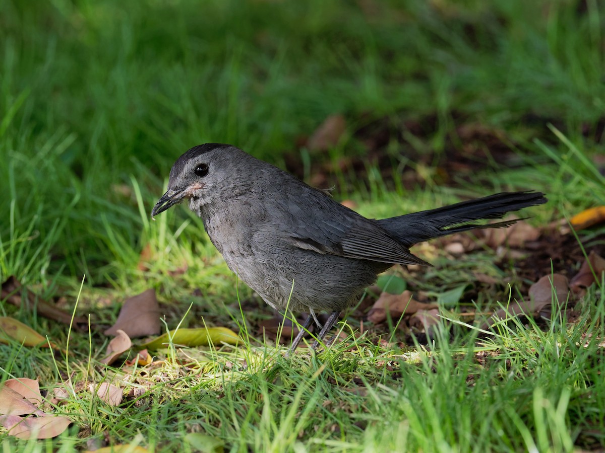 Gray Catbird - ML615170920