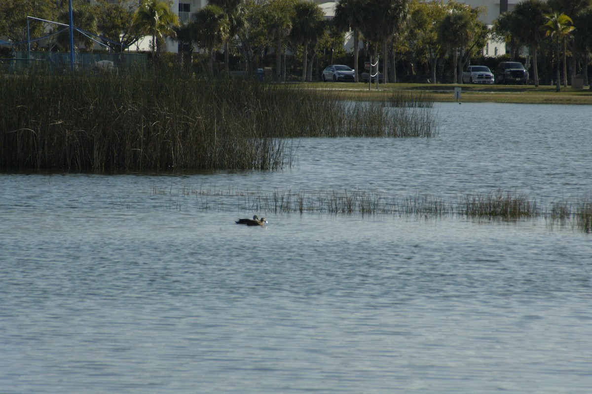 Mottled Duck - Dan Meyer