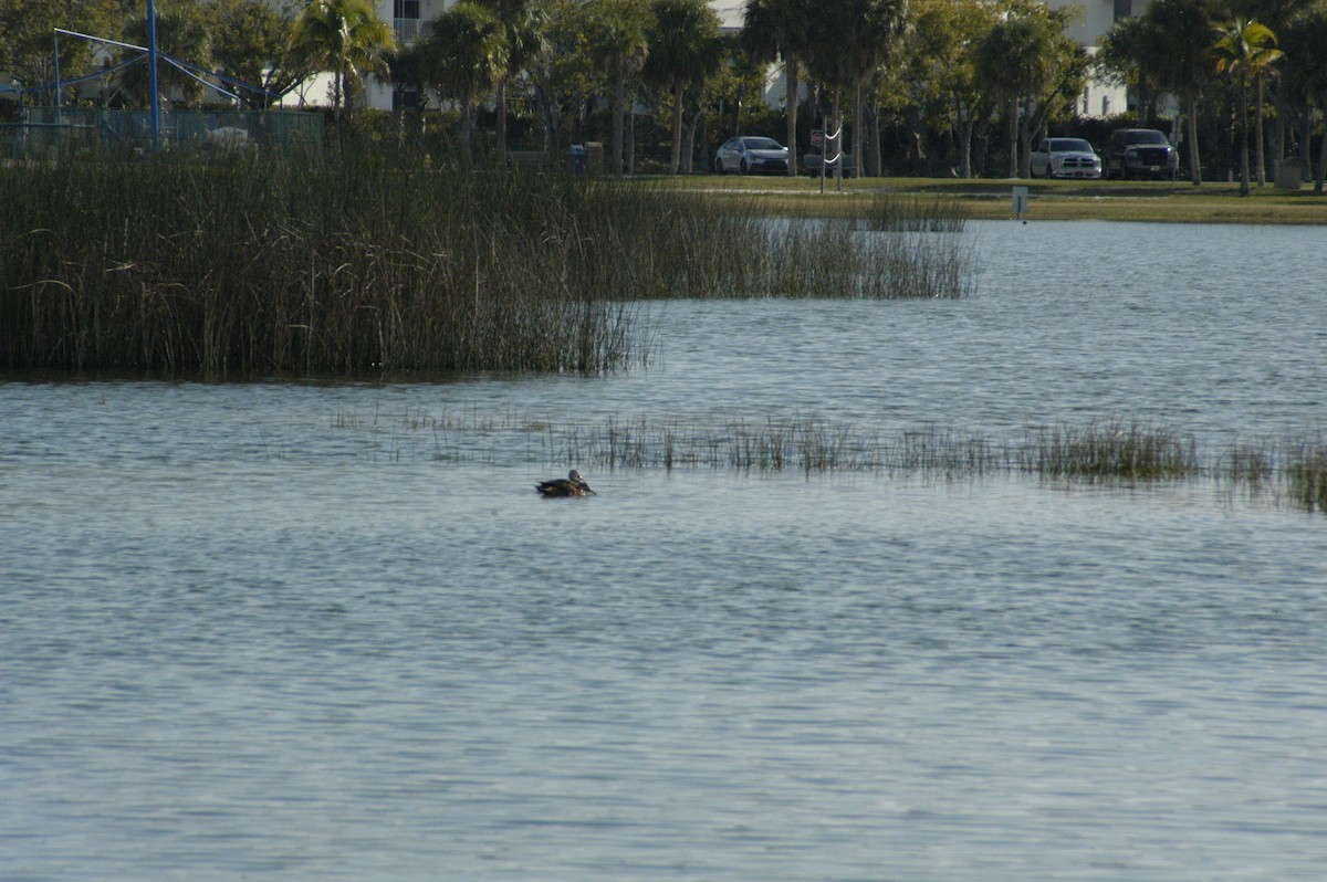 Florida Ördeği - ML615170928