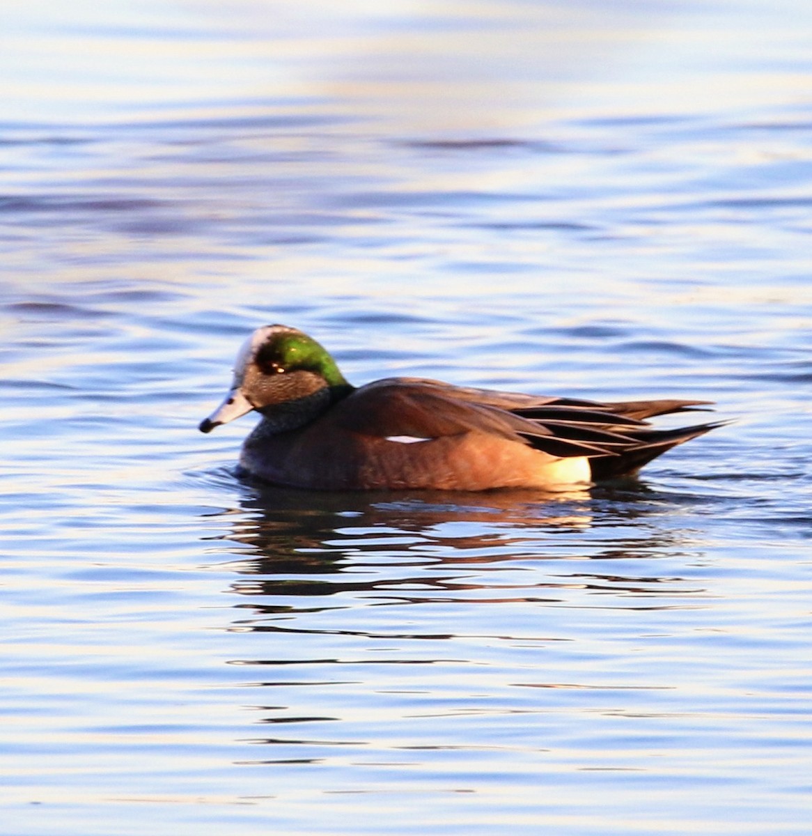 American Wigeon - Phil Mills