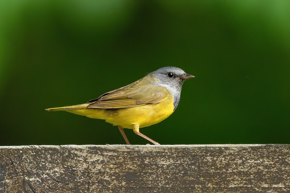 Mourning Warbler - Alicia Ambers