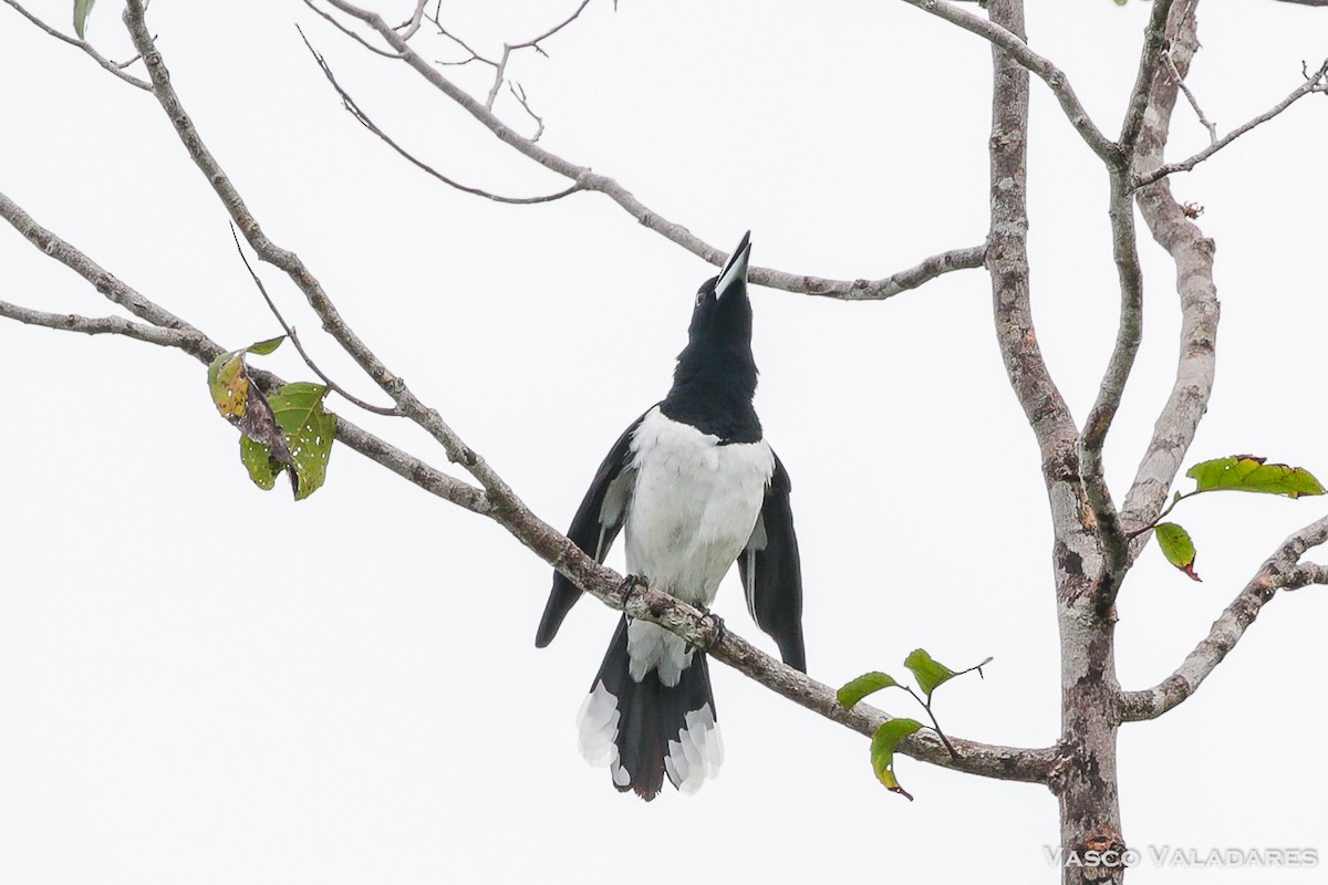 Hooded Butcherbird - ML615170984