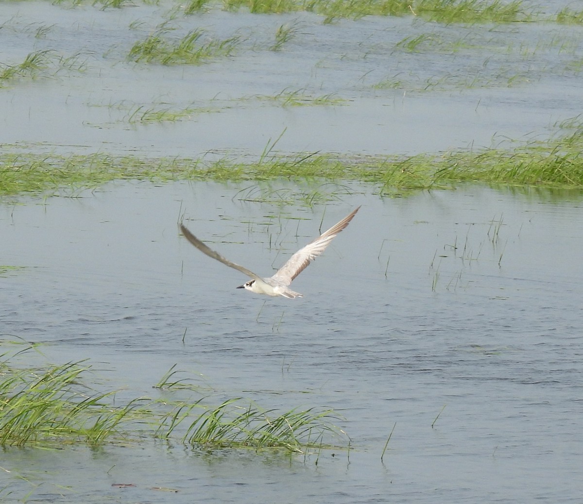 White-winged Tern - ML615170989