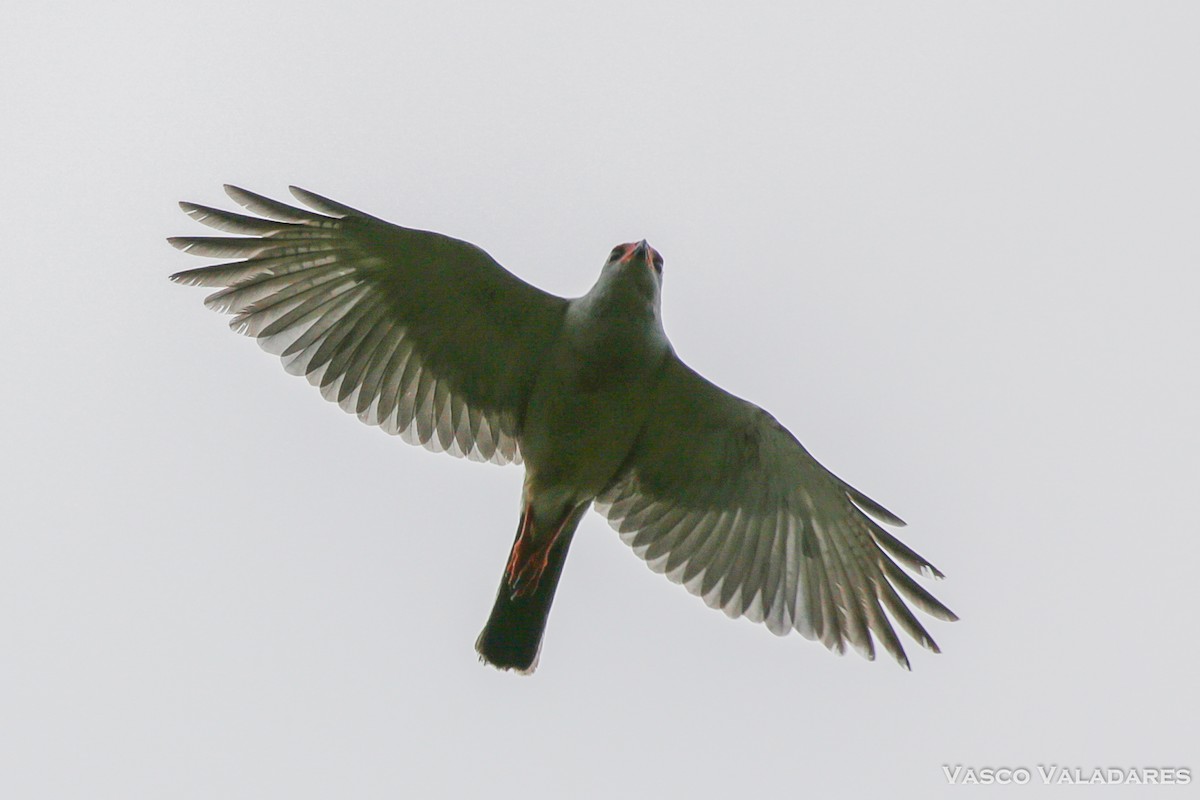 Gray-headed Goshawk - ML615171013