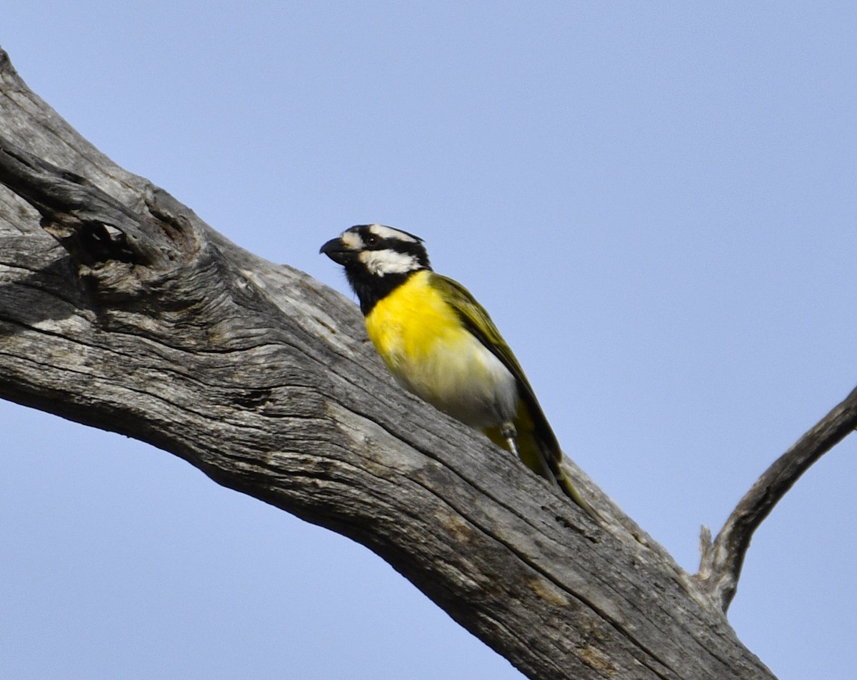 Western Shrike-tit - ML615171016