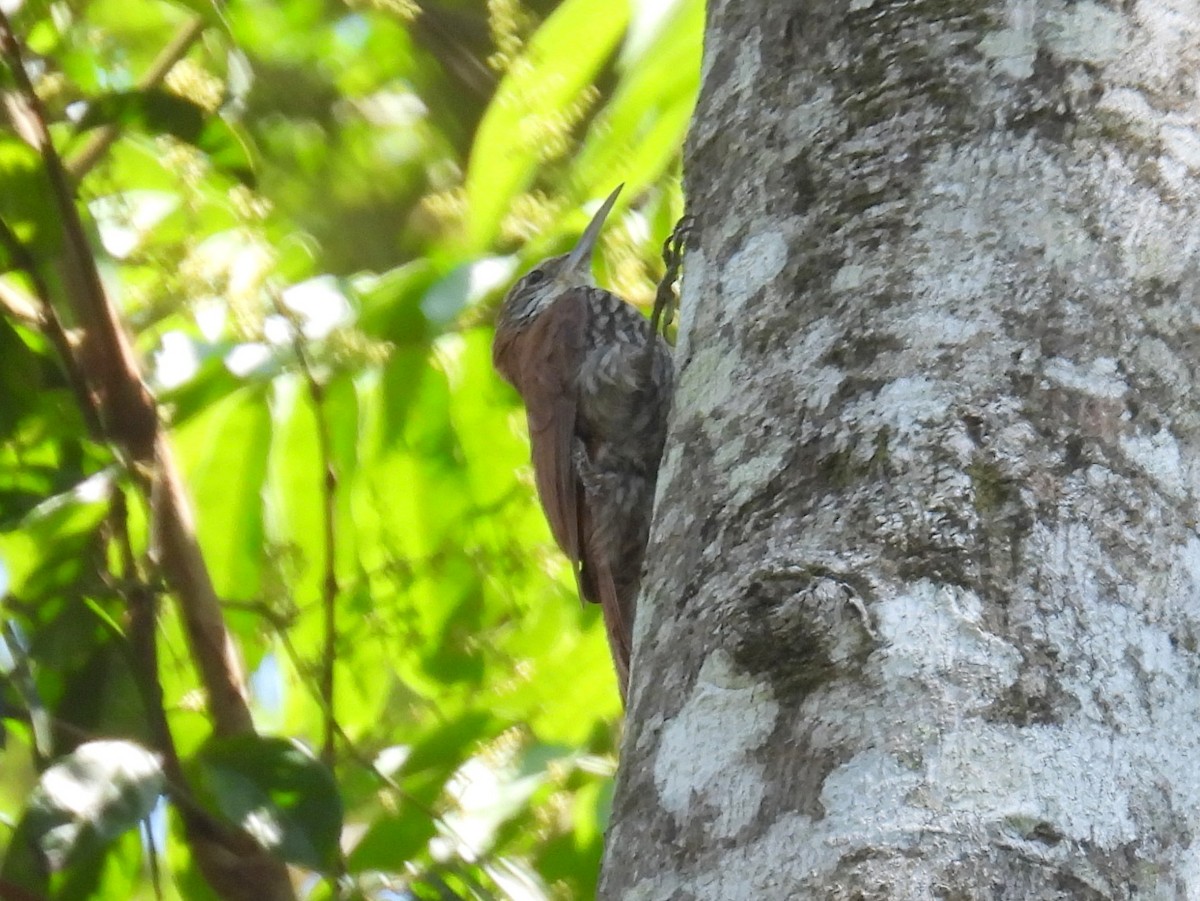 Scaled Woodcreeper - ML615171021