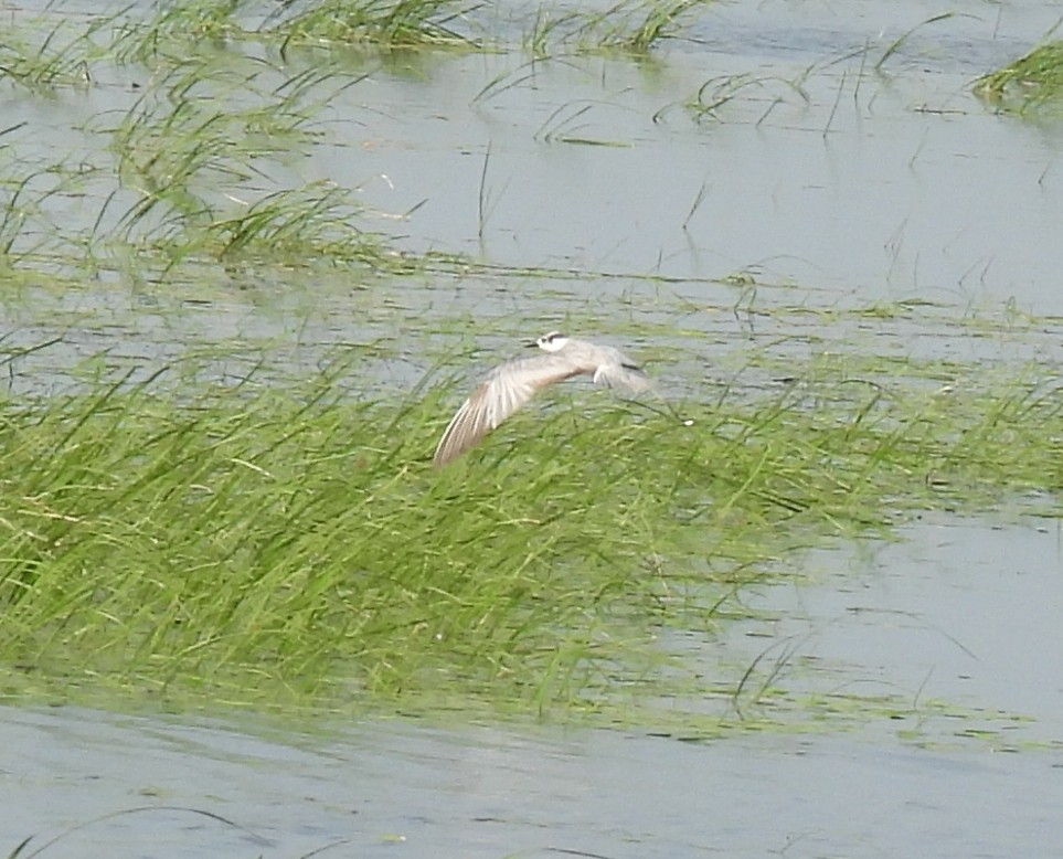 White-winged Tern - ML615171082