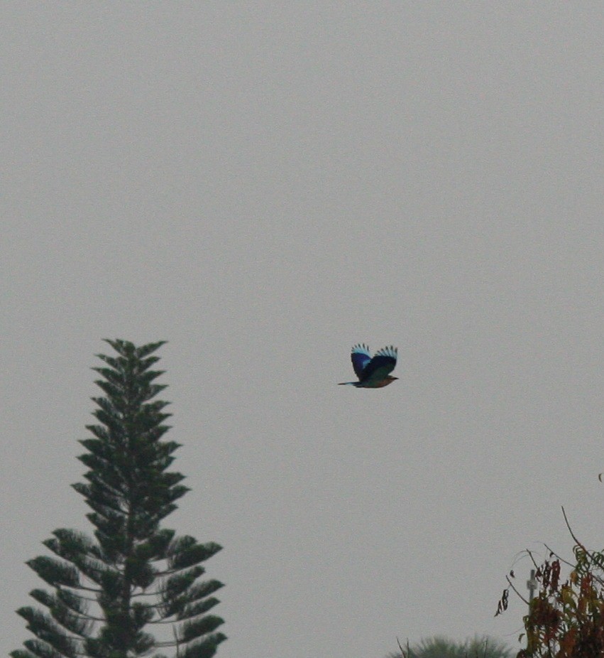 Indian Roller - Venkat M