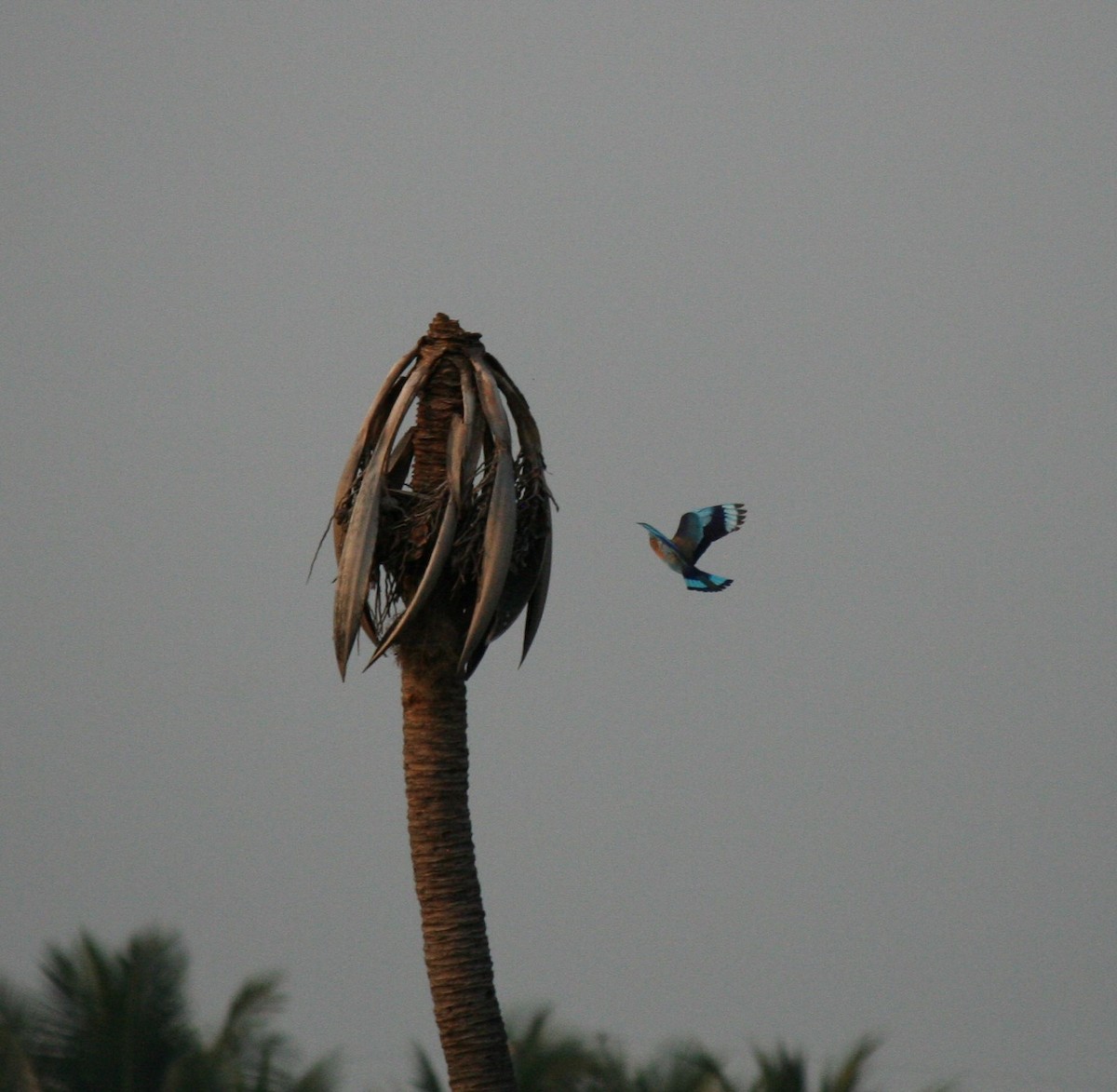 Indian Roller - Venkat M