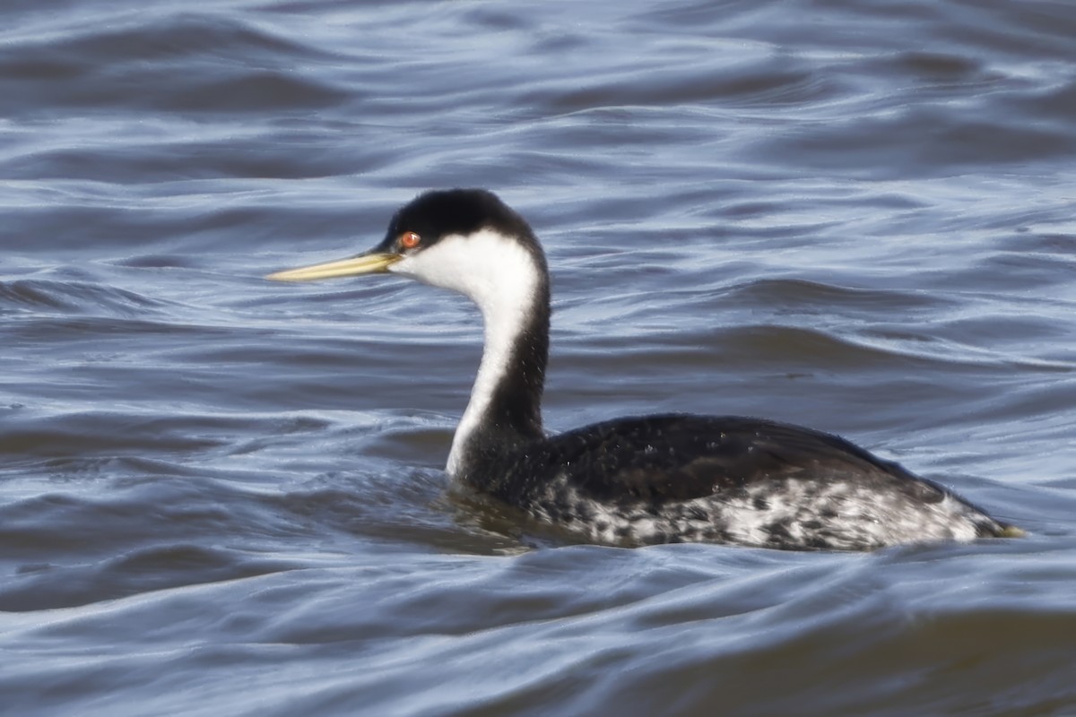 Western Grebe - ML615171137