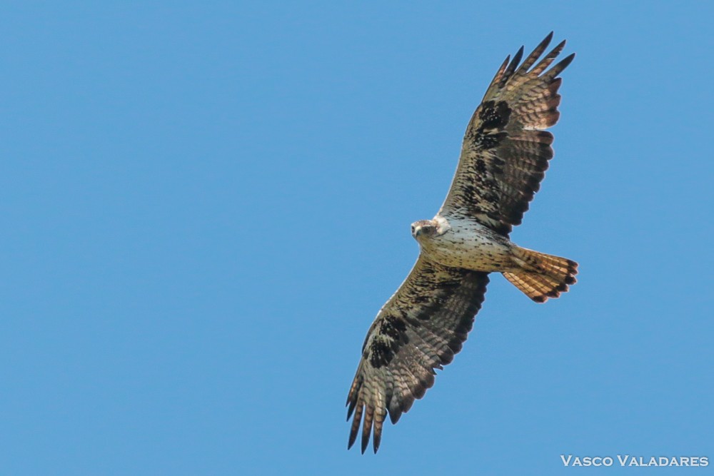 Bonelli's Eagle - ML615171138