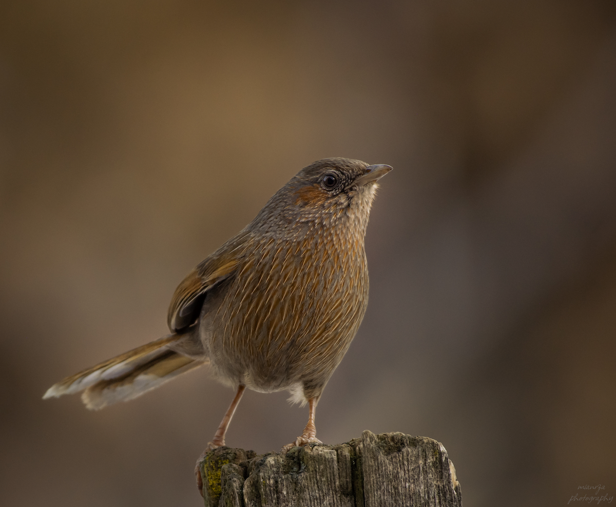 Streaked Laughingthrush - ML615171185