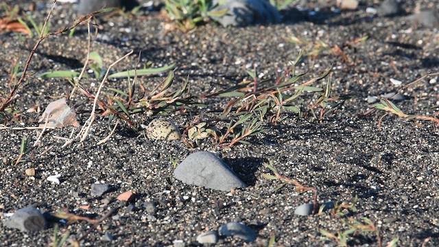 Two-banded Plover - ML615171186